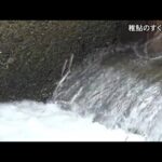 稚鮎のすくい上げが最盛期【熊本】 (23/04/11 18:30)