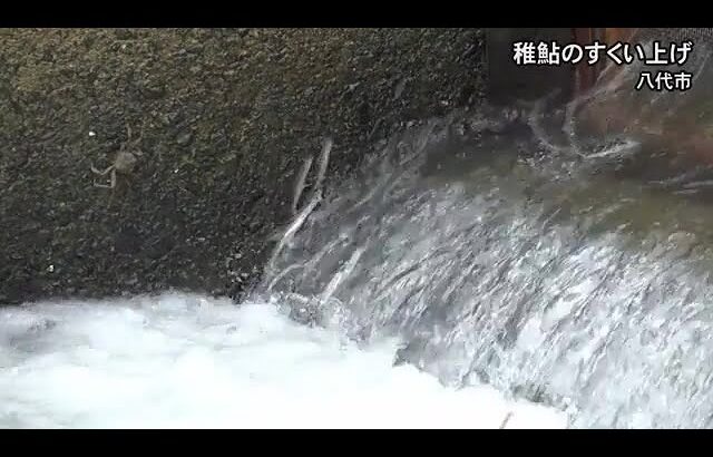 稚鮎のすくい上げが最盛期【熊本】 (23/04/11 18:30)