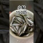 琵琶湖の小鮎釣り3時間で150匹‼️#釣り #fishing #琵琶湖 #小鮎釣り