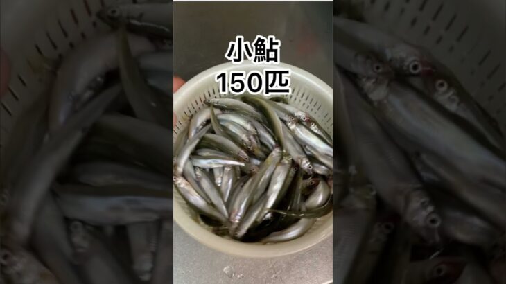 琵琶湖の小鮎釣り3時間で150匹‼️#釣り #fishing #琵琶湖 #小鮎釣り