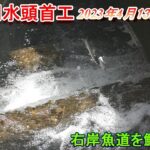 【明治用水頭首工】右岸魚道を鮎が遡上【4月13日レポート】