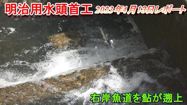 【明治用水頭首工】右岸魚道を鮎が遡上【4月13日レポート】