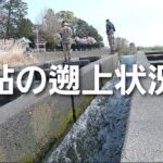 NO1　鮎の遡上調査に行ってきました。河口に近い魚道で2023年度初の調査をしましたが稚鮎は確認できましたがまだ少ない状況でした。