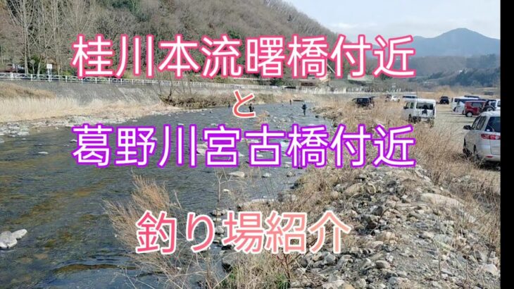【山梨県桂川水系】釣り場紹介　桂川本流曙橋周辺&葛野川宮古橋周辺　マス釣り大会にて　#テンカラ　#渓流釣り　#桂川　