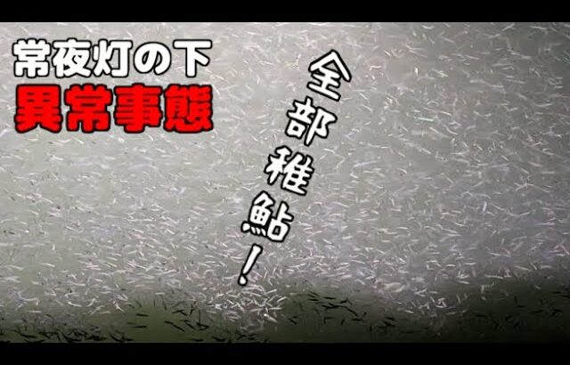 夜の常夜灯の光に集まる「無数の稚鮎」は根こそぎ釣れまくる説【夜の稚鮎釣り】