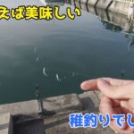 春といえば美味しい稚鮎釣りでしょ！！