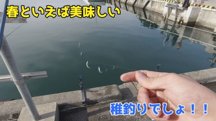 春といえば美味しい稚鮎釣りでしょ！！