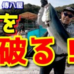 【釣り・海上釣堀】「傳八屋」ブリが稚鮎を掻っ攫う！人から見えない深さから、青物はしっかり餌を見ています！