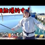 誰でも釣れる！大津港で稚鮎が爆釣中ですッ！！！
