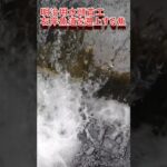 【明治用水頭首工】右岸魚道　鮎の遡上