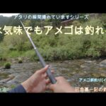 渇水気味でもアメゴは釣れるか？/ 田舎暮一記の釣日記
