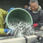 人気の釣りスポット　友釣り漁解禁を前に稚アユ放流　和歌山・紀ノ川