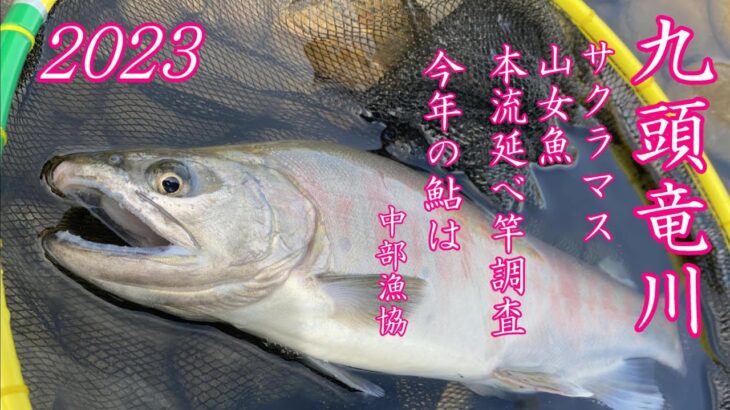 九頭竜川中部漁協 サクラマス･山女魚 本流延べ竿調査