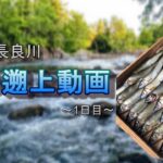 鮎の遡上水中映像1日目　【岐阜県　長良川】