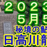 鮎釣り 10cm高引水 残り垢狙い 板弦橋 湯布橋 温泉橋 日高川龍神 2023年
