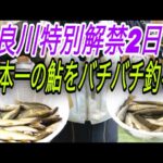 日本一の鮎和良川特別解禁2日目バチバチ