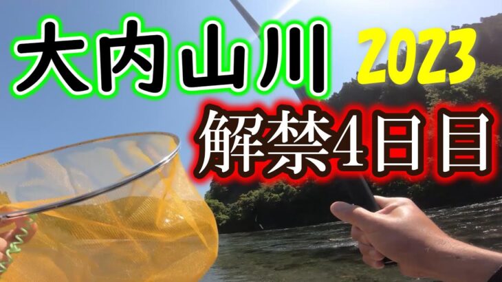 好調だと噂の大内山川　アユ釣りが解禁したので釣行レポートです≪阿曽 地区編≫【2023年 大内山】