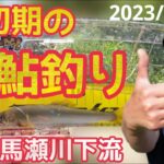 【鮎釣り2023】初期の鮎釣り！馬瀬川下流のアユ調査！
