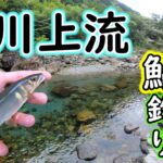 支流も釣れた！竿抜けの渓流でアユ釣りにチャレンジ！！【宮川上流 2023年】