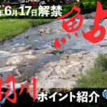 足羽川鮎釣りポイント紹介【2023年版】