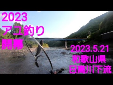 2023 アユ釣り開幕‼️。@和歌山県 日高川下流地区(2023.5.21.)