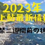 2023年郡上鮎最新情報。二週間前の川の状況。