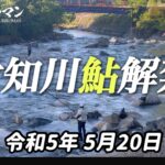 【鮎釣り解禁】2023年5月20日岐阜県初！　付知川鮎釣り解禁！