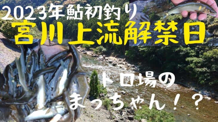 2023年鮎初釣り。三重県宮川上流解禁日に7年ぶりに釣行しました。