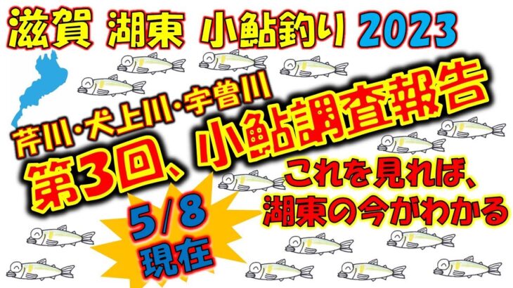 【小鮎釣り・第3回調査・実釣】滋賀、湖東地区三川（芹川・犬上川・宇曽川）の小鮎釣りおよび遡上調査。これを見れば、湖東地区の今がわかる。