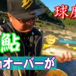 鮎釣り 球磨川で尺鮎 31cmオーバーが！