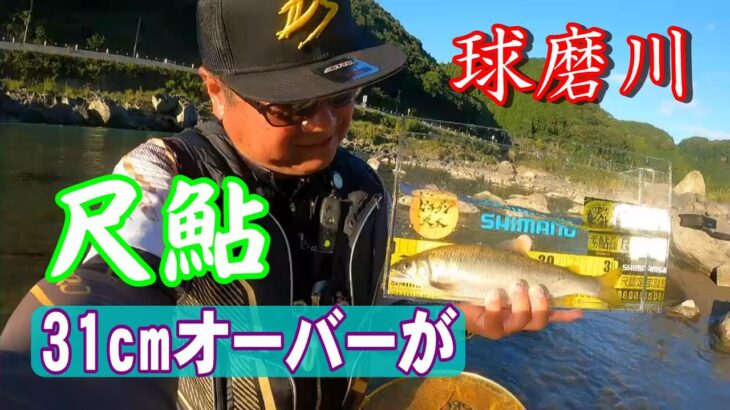 鮎釣り 球磨川で尺鮎 31cmオーバーが！