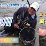 付知川!解禁3日目。2023鮎初釣行!（鮎釣り!スパーク!2023（１））