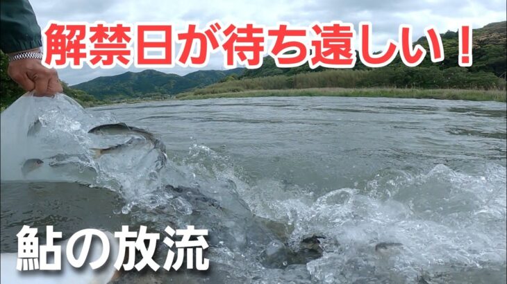 700kgの琵琶湖産稚鮎を６ヶ所に分けて放流！すべての模様をお届けします
