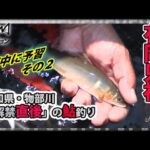 有岡只祐　解禁直後の鮎を釣る　高知県・物部川【釣りビジョン/鮎】ダイワ/銀影エア A