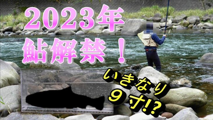 R5.5.20.祝！鮎漁解禁！日田 大山川 Ayu fishing Japanese traditional fishing method