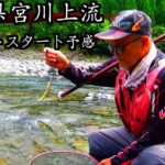 【三重県・宮川上流】R5.5.6、試し釣り速報。目印ぶっ飛び、真っ黄色の鮎！！100点満点！！