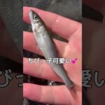 【鮎釣り】いよいよ鮎の友釣りスタートです！by大スケ先生
