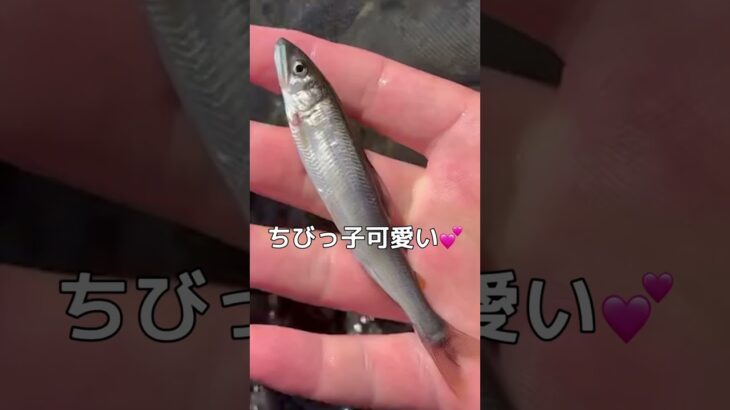 【鮎釣り】いよいよ鮎の友釣りスタートです！by大スケ先生