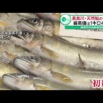 【初競り】長良川・天然鮎の初競り 最高値は１キロ４万円　岐阜市中央卸売市場