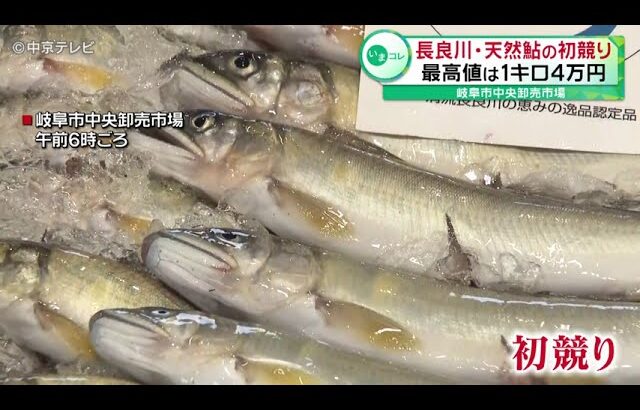 【初競り】長良川・天然鮎の初競り 最高値は１キロ４万円　岐阜市中央卸売市場