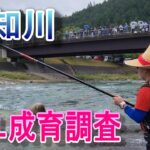 【付知川アユ成育調査】解禁一週間前の試し釣り　鮎釣り