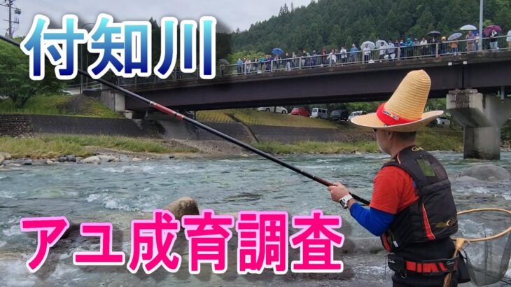 【付知川アユ成育調査】解禁一週間前の試し釣り　鮎釣り