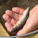 アユ釣りスポット興津川に異変　「釣り場が少なくなっている…」台風の爪痕深く＝静岡