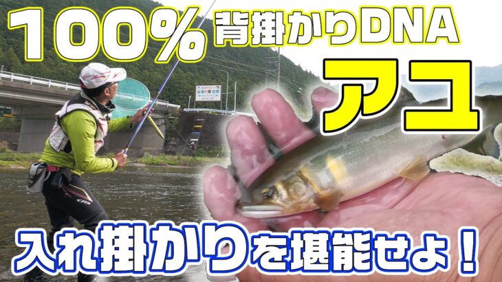 【鮎友釣り】入門者簡単マニュアル 中級者初期釣果アップのコツ 三重県大内山川