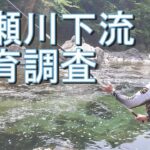 【馬瀬川下流　成育調査】鮎釣り