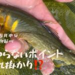 【鮎釣り】誰もやらないポイントで入れ掛かり⁉️