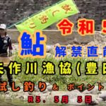 令和５年 鮎解禁直前『矢作川漁協(豊田市)』試し釣り&ポイント紹介