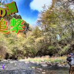 【問題の淵の怪】江戸の仇は上州で討つ！小渓流で超大物と決闘＆のっそり魚を釣り上げたw(平蔵の渓流釣り！4K60p)
