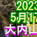 鮎釣り 10cm高引水クリア  田垣内 大内山川 2023年