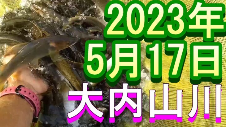鮎釣り 10cm高引水クリア  田垣内 大内山川 2023年